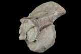 Mosasaur (Platecarpus) Occipital Condyle Vertebrae - Kansas #66895-4